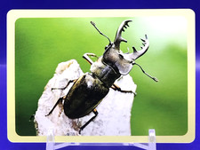 Carte Lucanus