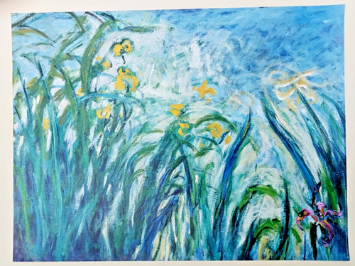 Monet iris jaunes et mauves - jaunes,