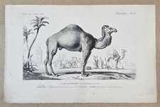 Gravure colorée Animal 