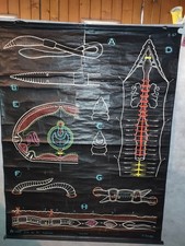CARTE SCOLAIRE DR AUZOUX  - LE LOMBRIC/VERS DE TERRE - P SOUGY 1965 - 100X130 CM
