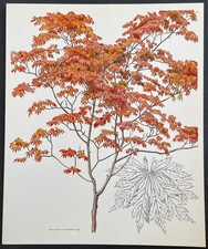 Botanique Érable du