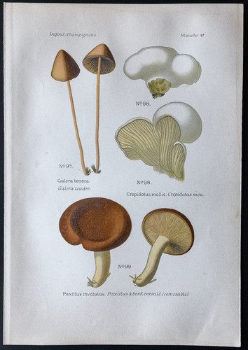 1891 planche couleur - -,