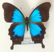 Papilio montrouzieri mâle -