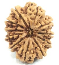 Super Collection 11 Mukhi