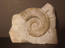Ammonite Crioceratites Loryi,Hauterivien, Brantes Drôme 69mm 10v039
