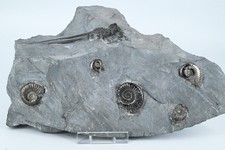 Ammonites pyritisé grosse - ammonites,
