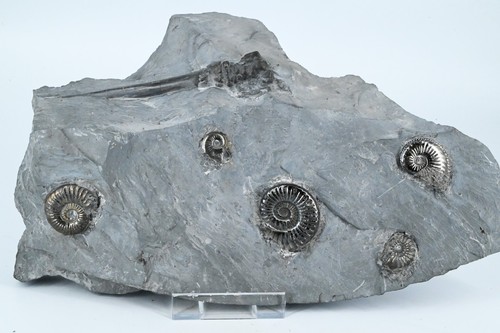 Ammonites pyritisé grosse - ammonites,