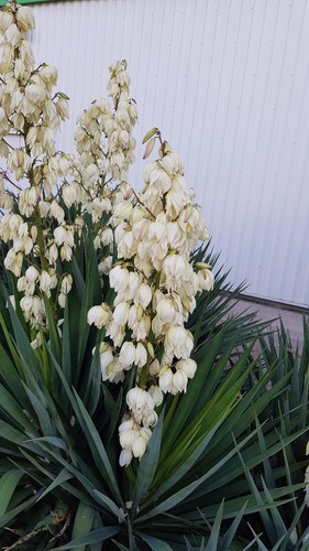 Yucca gloriosa dague - yucca, /