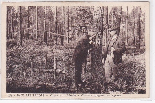 Dans les landes - les, :