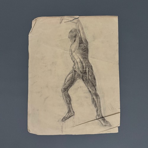 Dessin fusain écorché par - au,