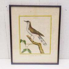 Gravure merle huppé , oiseau