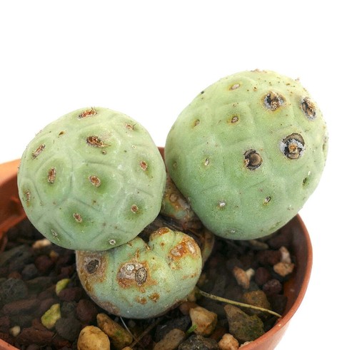Tephrocactus geometricus - ,