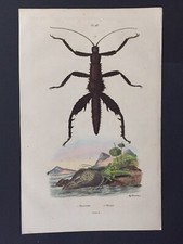 Gravure ancienne 1838 Histoire