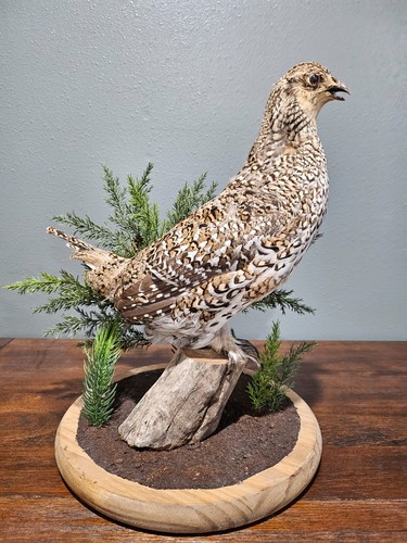 Sharptail grouse standing - sharptail,