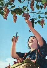 Carte JAPON The Grape Garden