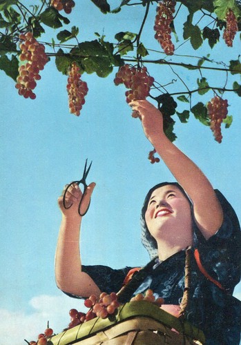 Carte japon the grape - the, garden