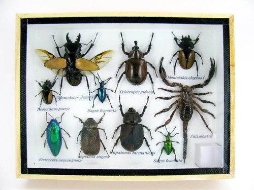 Insectes exotiques réel - 3d,