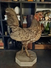 Taxidermie  Coq De Combat Ancien Cabinet De Curiosités 