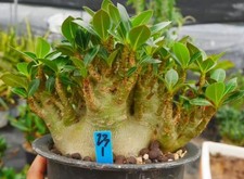 Rare Cacti Adenium obesum