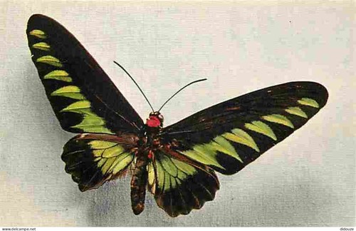 Carte postale animaux - postale,