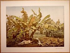 NOUVELLE-CALÉDONIE Bananier et manioc - Photochromie gravure avec 2 pliures
