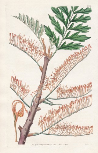 Grevillea robusta arbre - robusta,