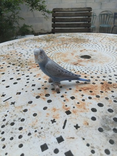 Royal copenhagen burd bing - burd,