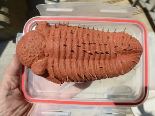 Trilobite alnif - trilobite,