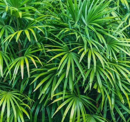 Live lady palm - live, –