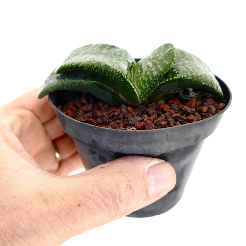 Gasteria armstrongii fat - armstrongii,