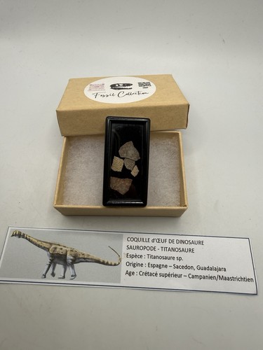 Lot coquilles œuf - Œuf, dinosaure