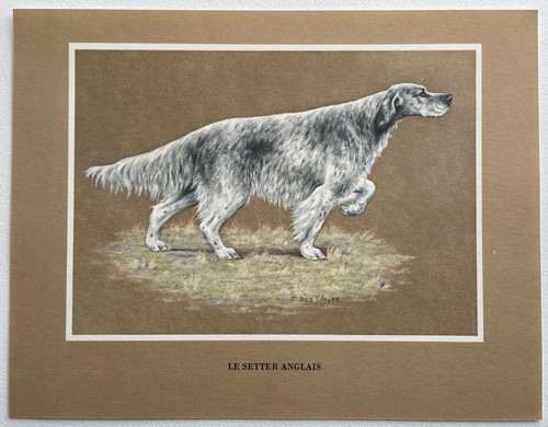 Chiens race setter - race, le