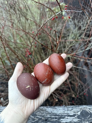 Black copper marans - black, •