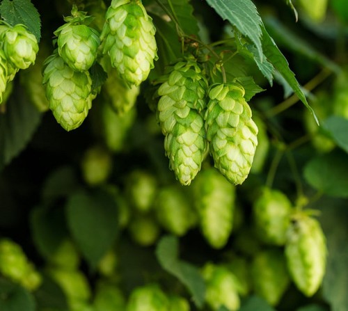 100 graines houblon - 100,