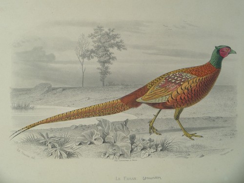 Gravure ancienne oiseaux - gravure,