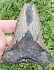 Dent fossile requin - dent,