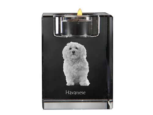 Bichon havanais bichón - bichon, havanais,