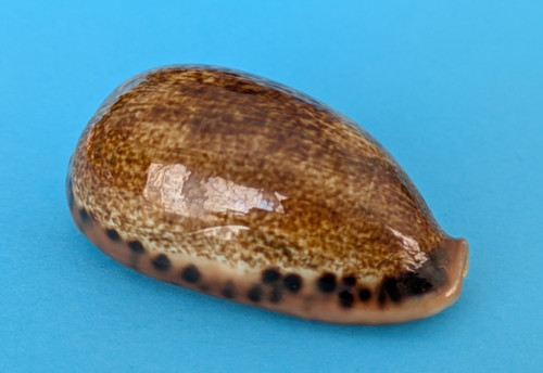 Cypraea caurica elongata - , 57,2