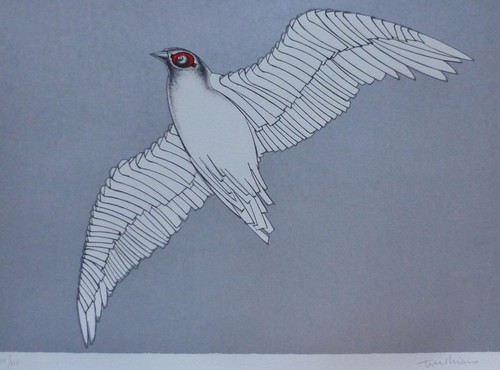Aldo turchiaro oiseau - turchiaro,