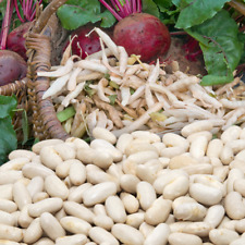 Haricot À Rames Alaric 30 GRAINES