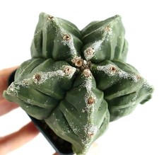 Astrophytum kikko NUDUM x