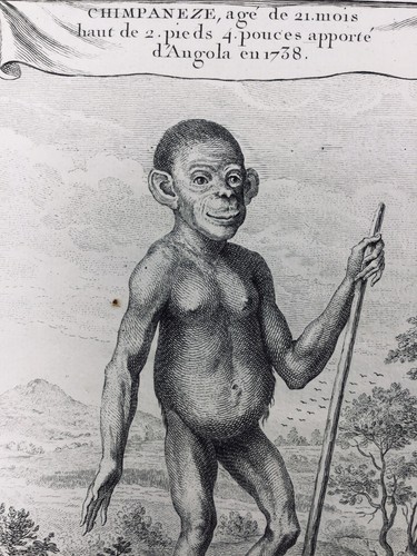 Chimpanzé 1738 singe - 1738,