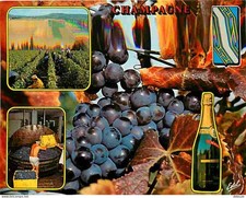 Carte Postale - Vignes -