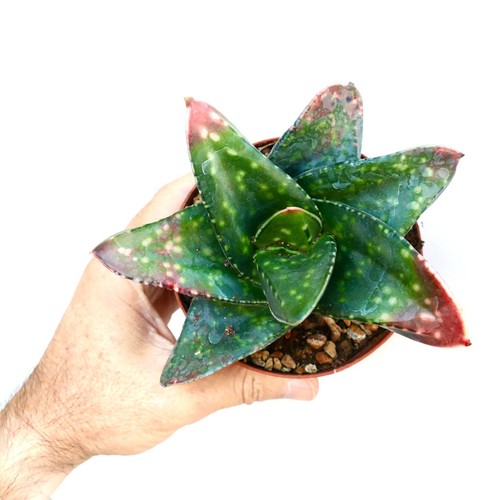 Gasteria armstrongii - , cv