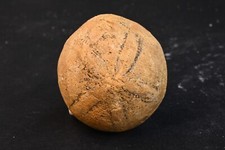 Oursin fossile Echinolampas Westphalie Allemagne Oligocene 56g