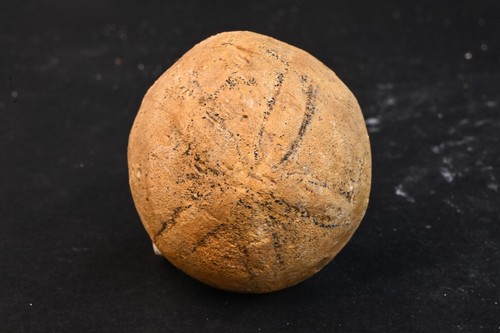 Oursin fossile echinolampas - oursin,