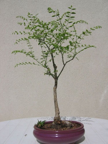 Graines arbre de - graines,