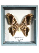 Cadre Papillon taxidermie Philosamia Ricini, Bombix Du Ricin (Inde) Vintage