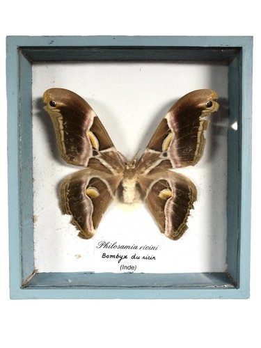 Cadre papillon taxidermie - cadre,