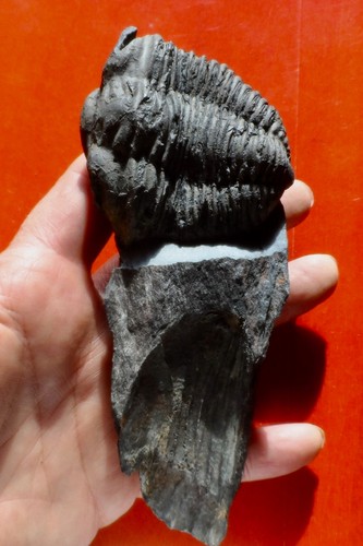 Trilobite ordovicien massif - du,